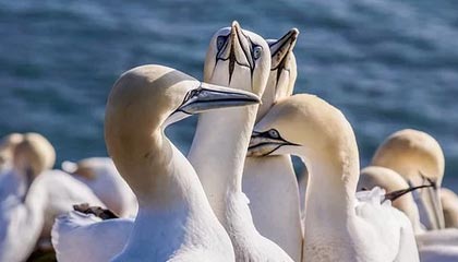 新葡京集团-卡塔尔世界杯第四座新球场启用 哈维率队先捧一冠