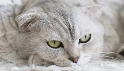 新葡京集团-年轻人不讲武德！“懒汉”神锋闪击破纪录助米兰取胜