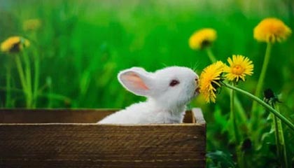 新葡京集团-卡塔尔世界杯第四座新球场启用 哈维率队先捧一冠